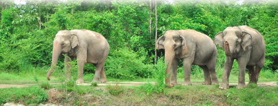 Charity Spotlight - Wildlife Friends Foundation Thailand